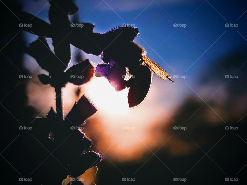 Honeybee pollinating a purple mystic spires flower at sundown.