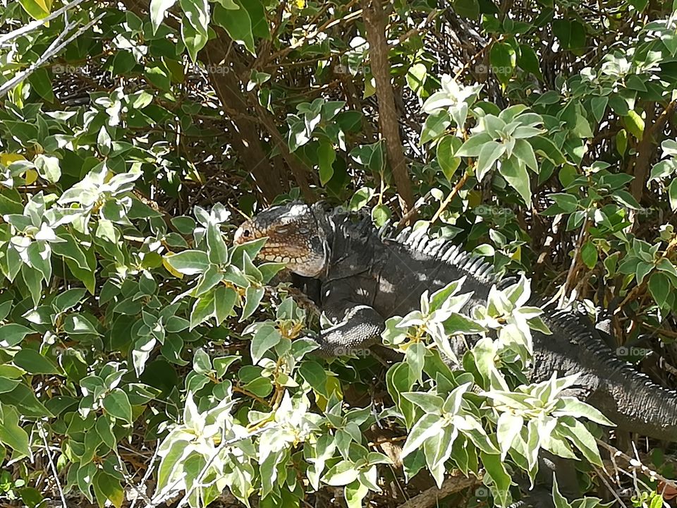 A different iguana, seen in a different way.