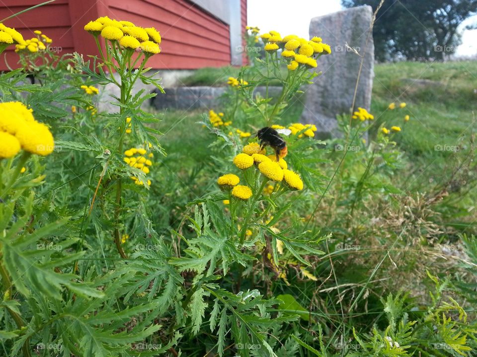 Bumblebee  nature