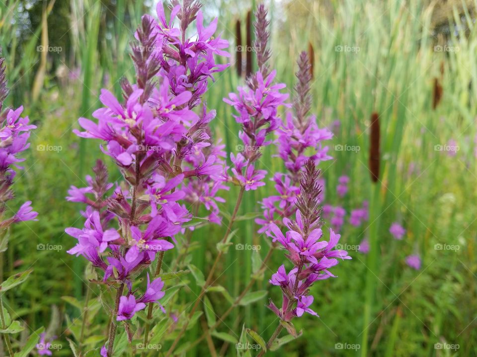 Purple Marsh Flowers