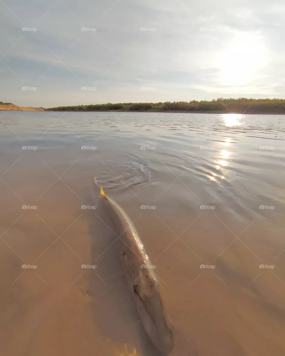 Fishing, early morning, silence, river, coolness, sunrise on the river, perch, spinning, fishing rod, spinner, spinning fishing,