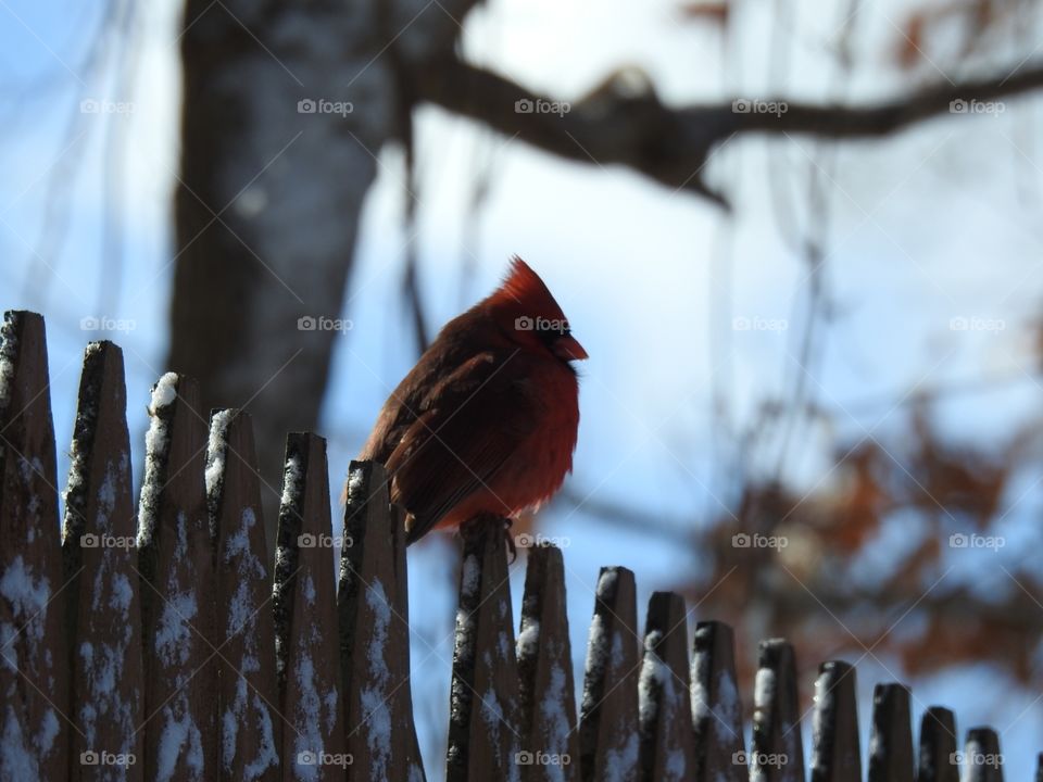 Cardinal