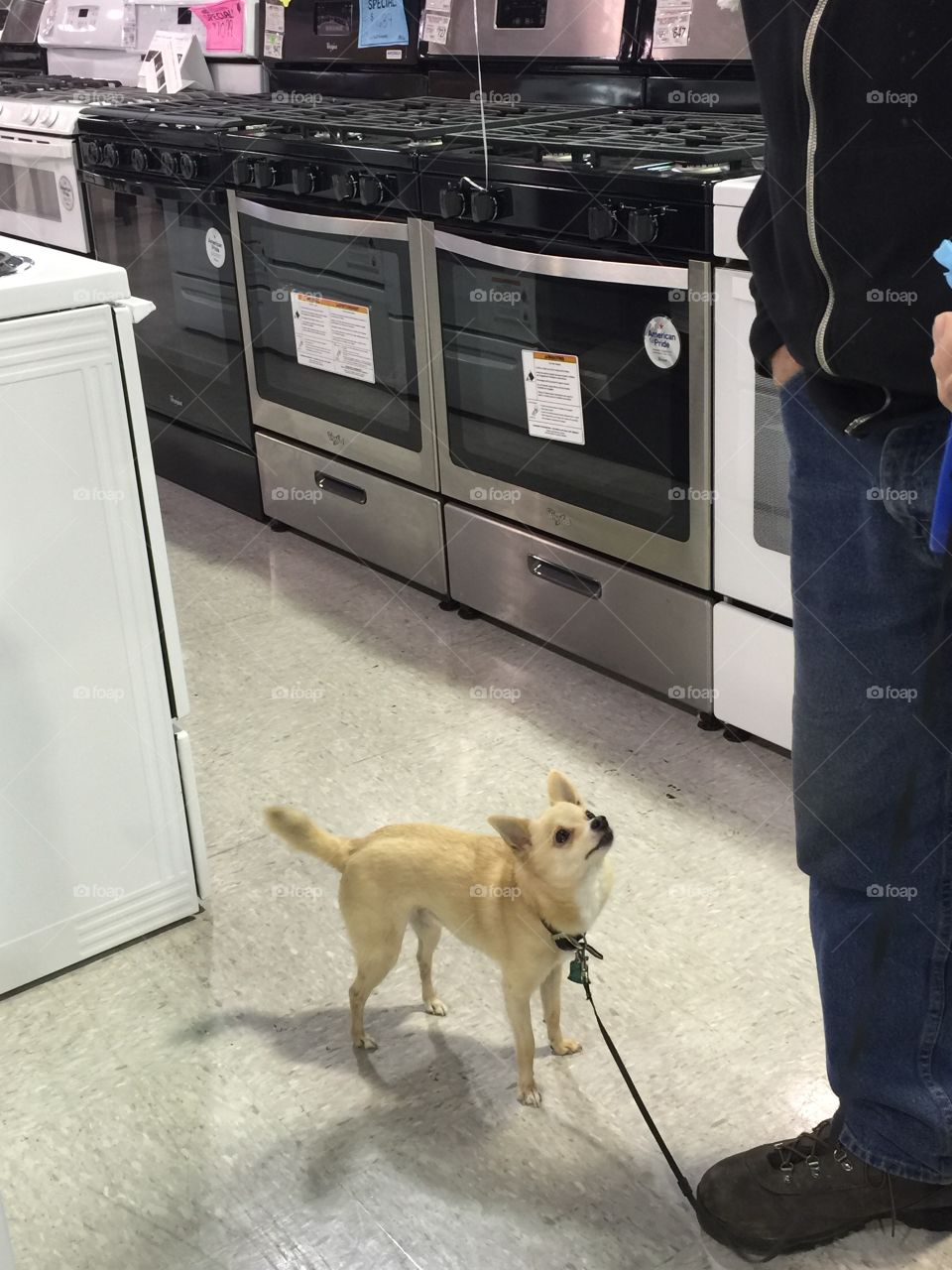 Shopping for appliances with our dog