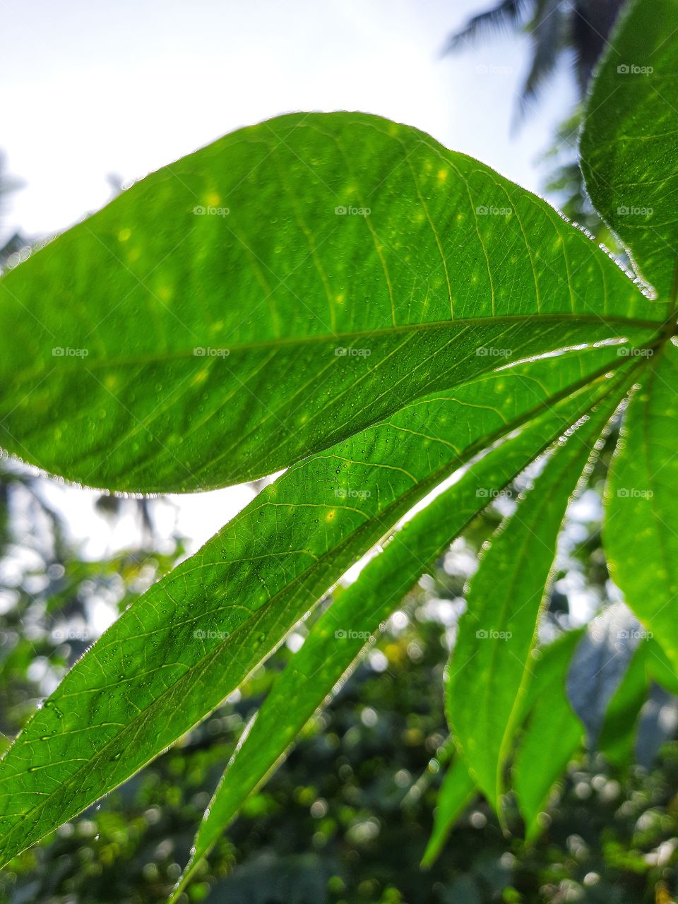 A beautiful green leaf with morning dew