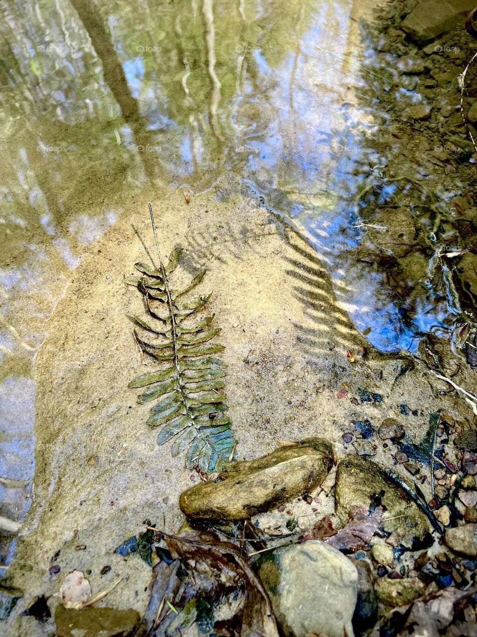 A fern frond lies on a sandy shoal next to a fern shadow. The forest and blue skies are reflected in the creek.