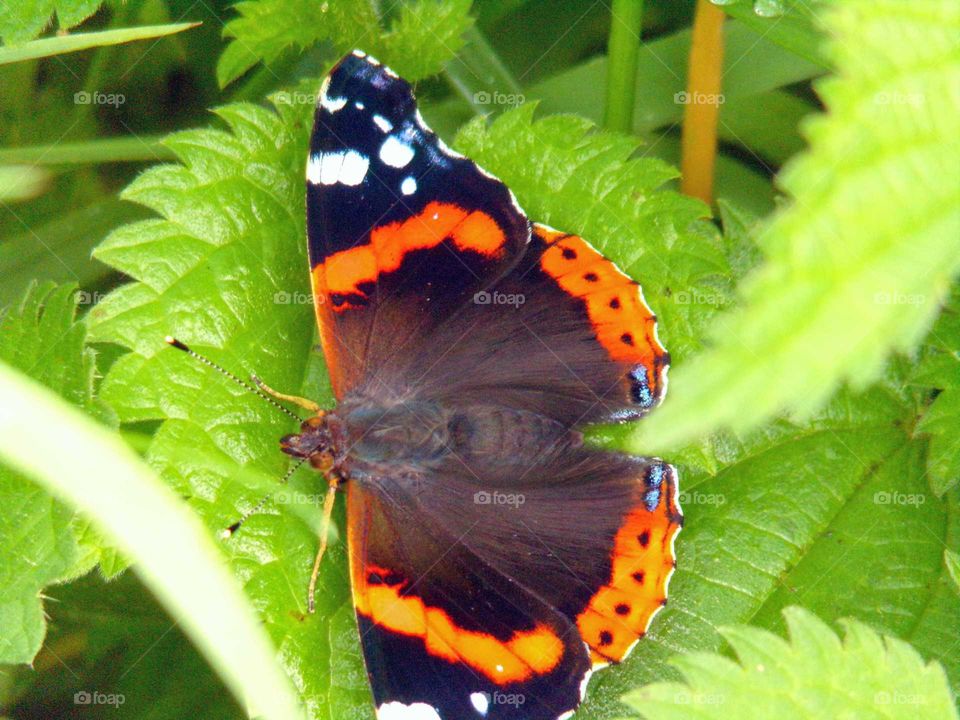 Schmetterling auf ein Brenneselblatt