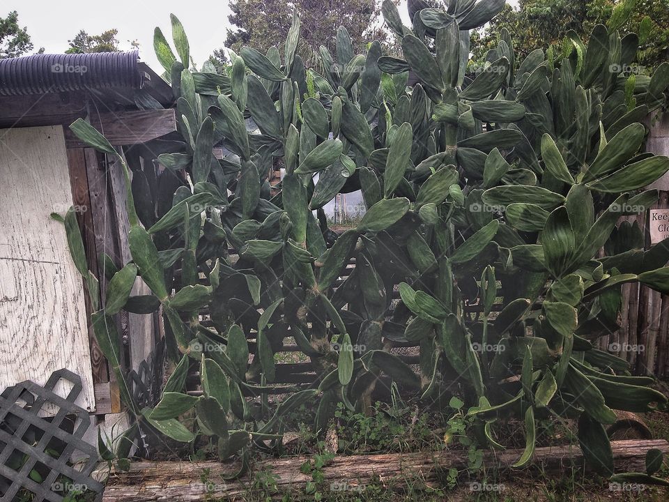 Spineless cactus