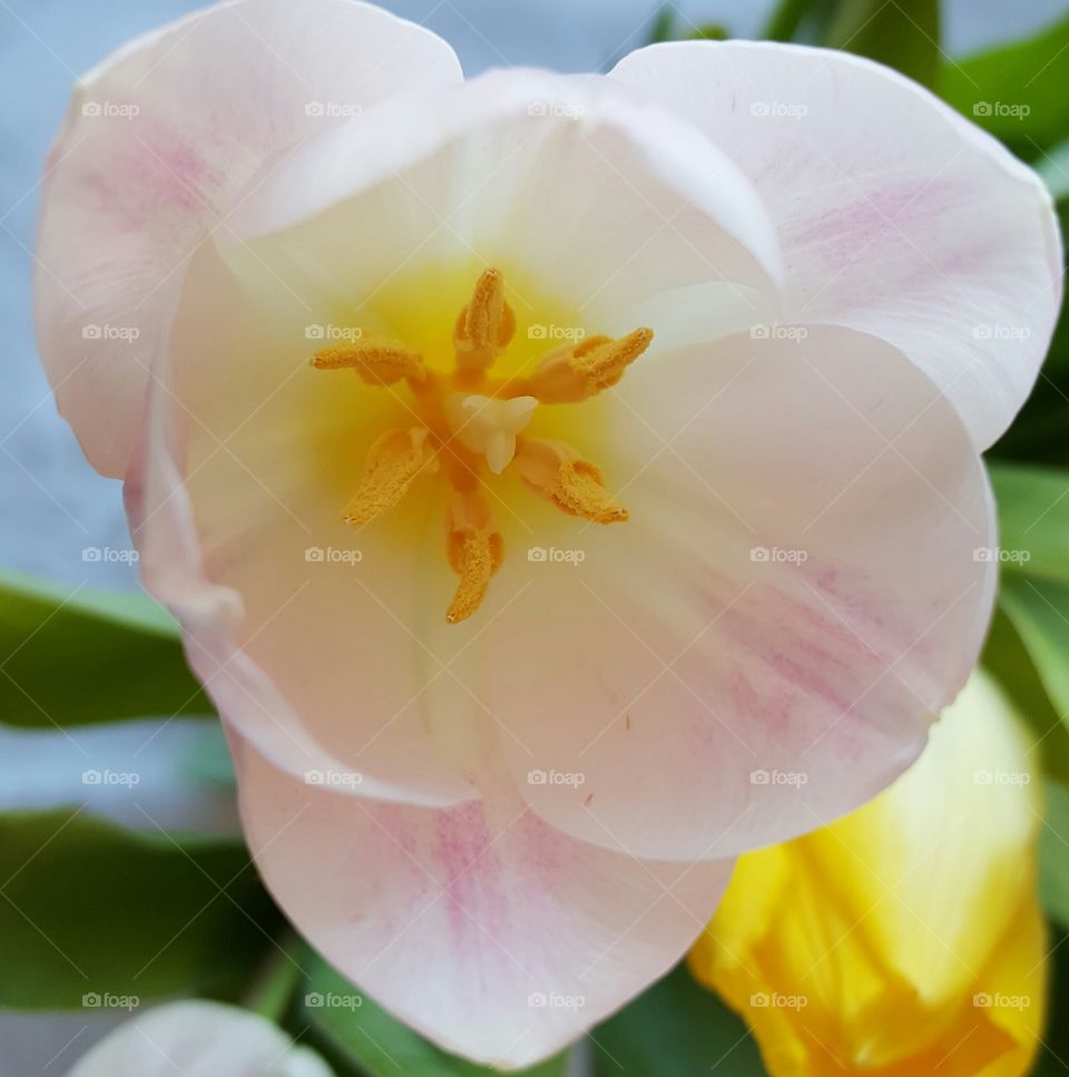 tulip