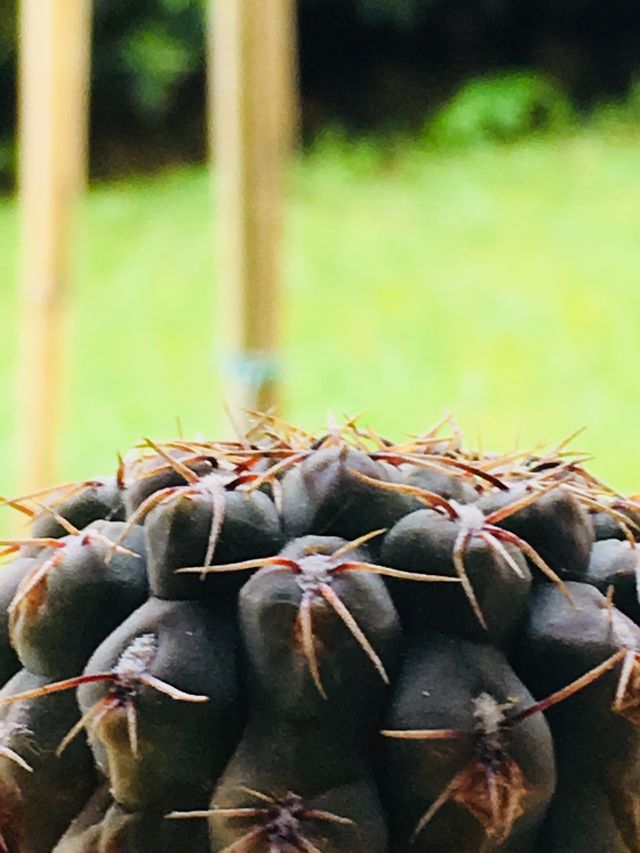 Cactus
