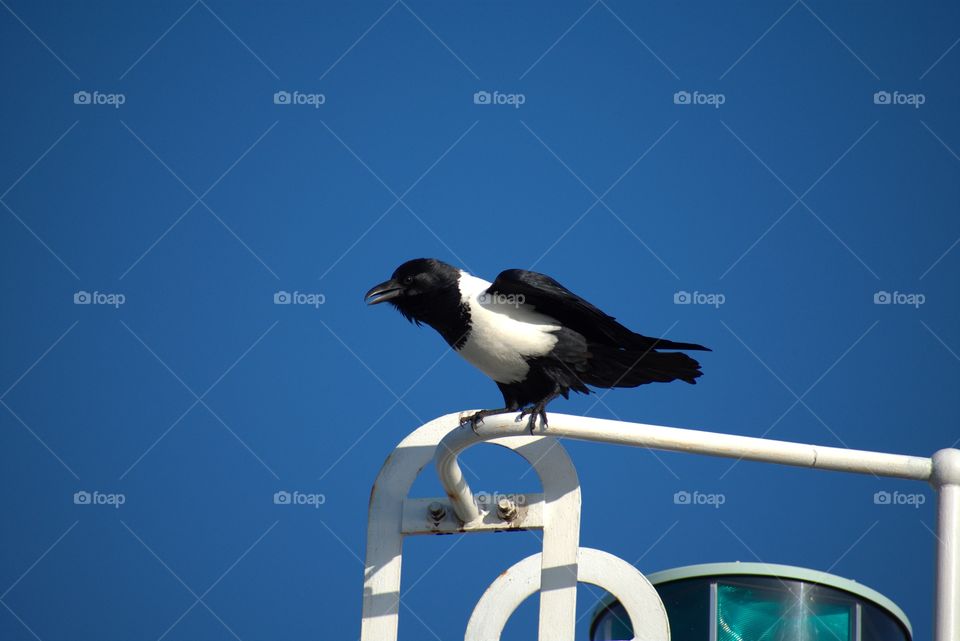 Pied Crow Negotiating High Winds