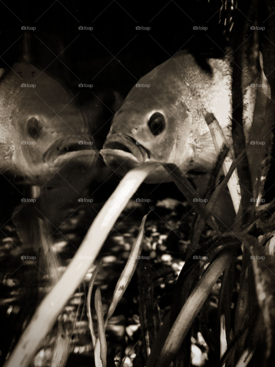 Fish "Astronotus" reflected in the glass of the aquarium