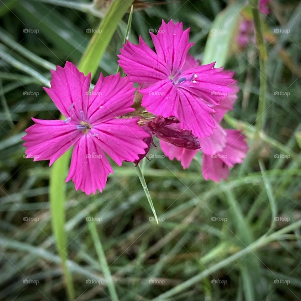 Pink flower