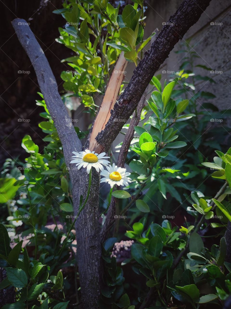 Daisy in the garden,