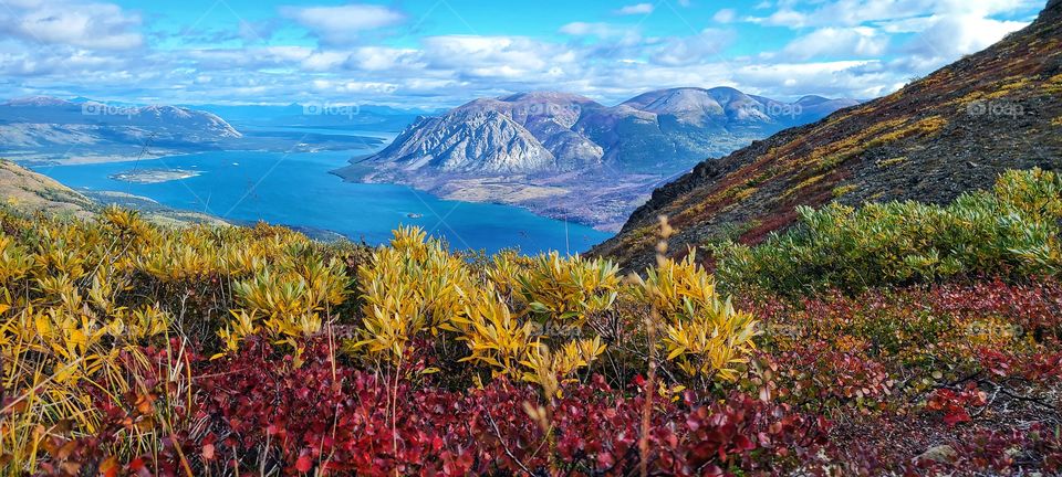 Red and yellow fall leaves