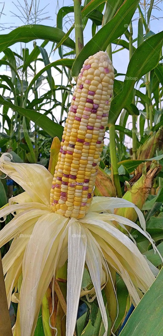 three color corn. corn fields.