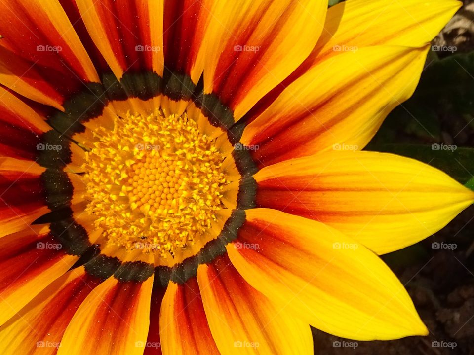 The beauty of the flowers