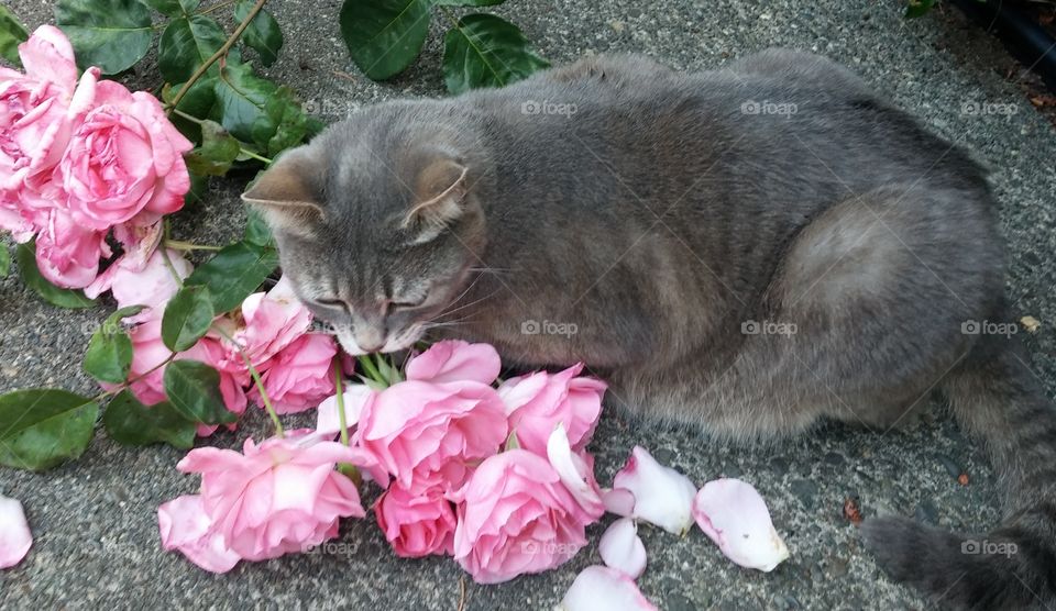 Sweet and cute pet cat with soft grey fur outside resting in pink rose petals, smelling the roses of summer