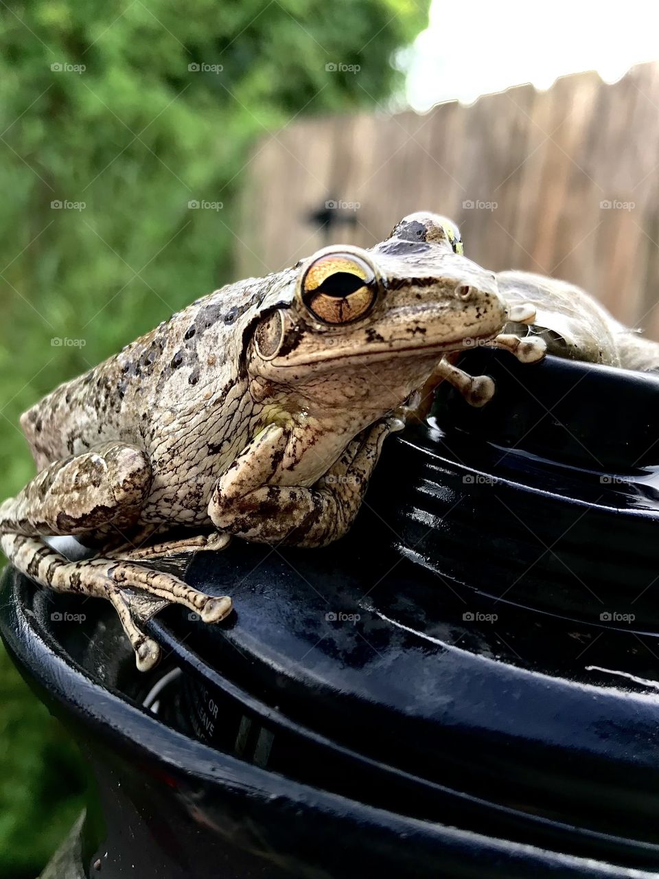 Tree frog , possibly a Cuban tree frog enjoying the overcast Florida weather . 