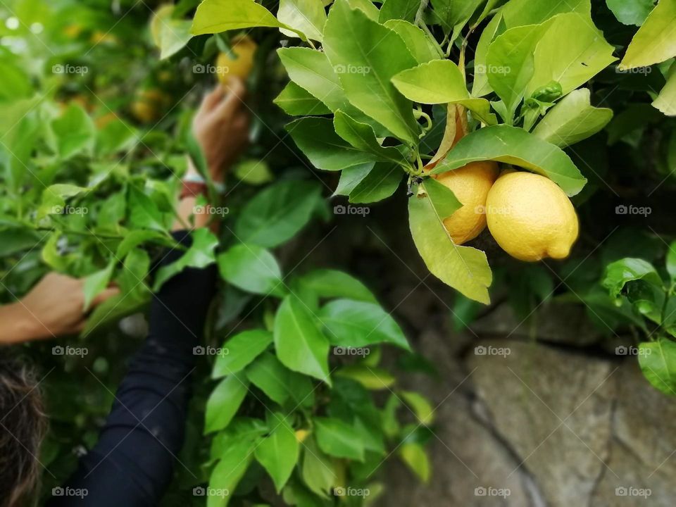 Picking lemons