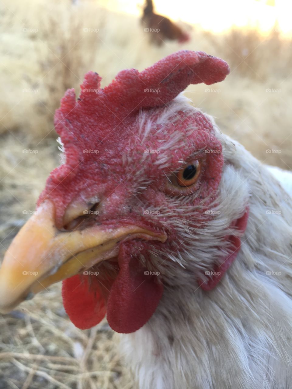 Angry hen 