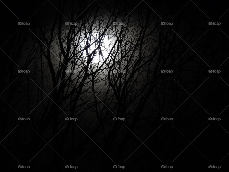 moon through the trees