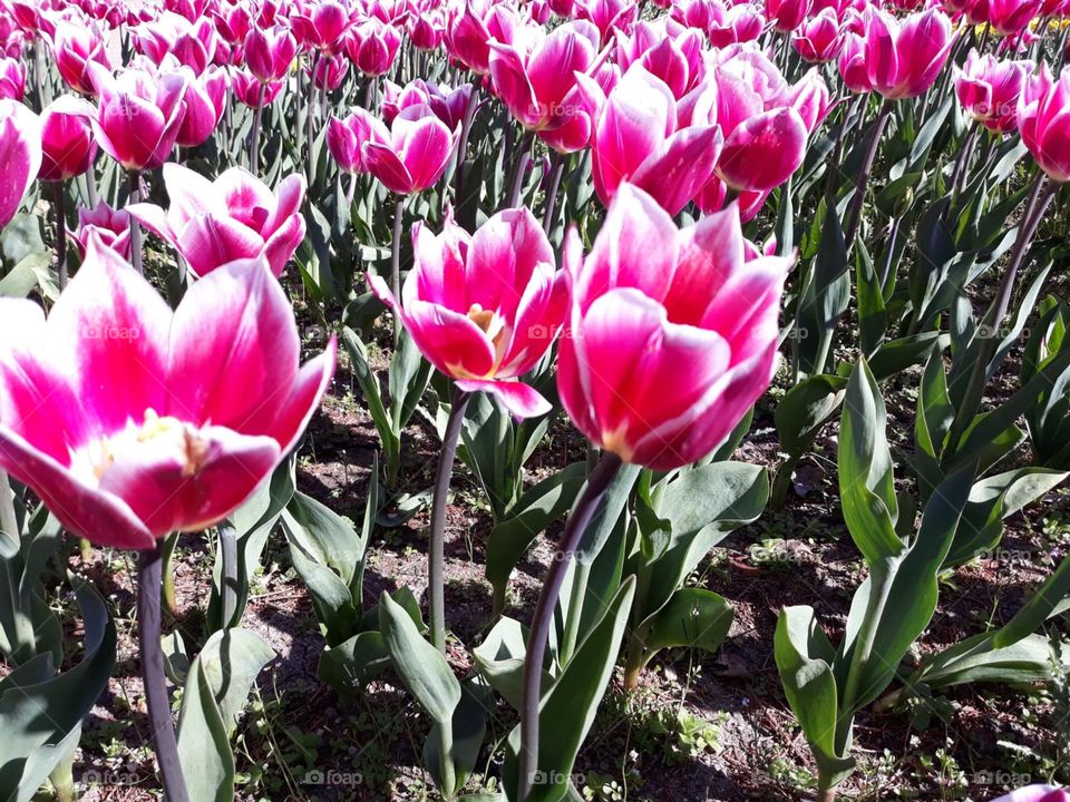 Roses were created to be beautiful, immaculate and expressive