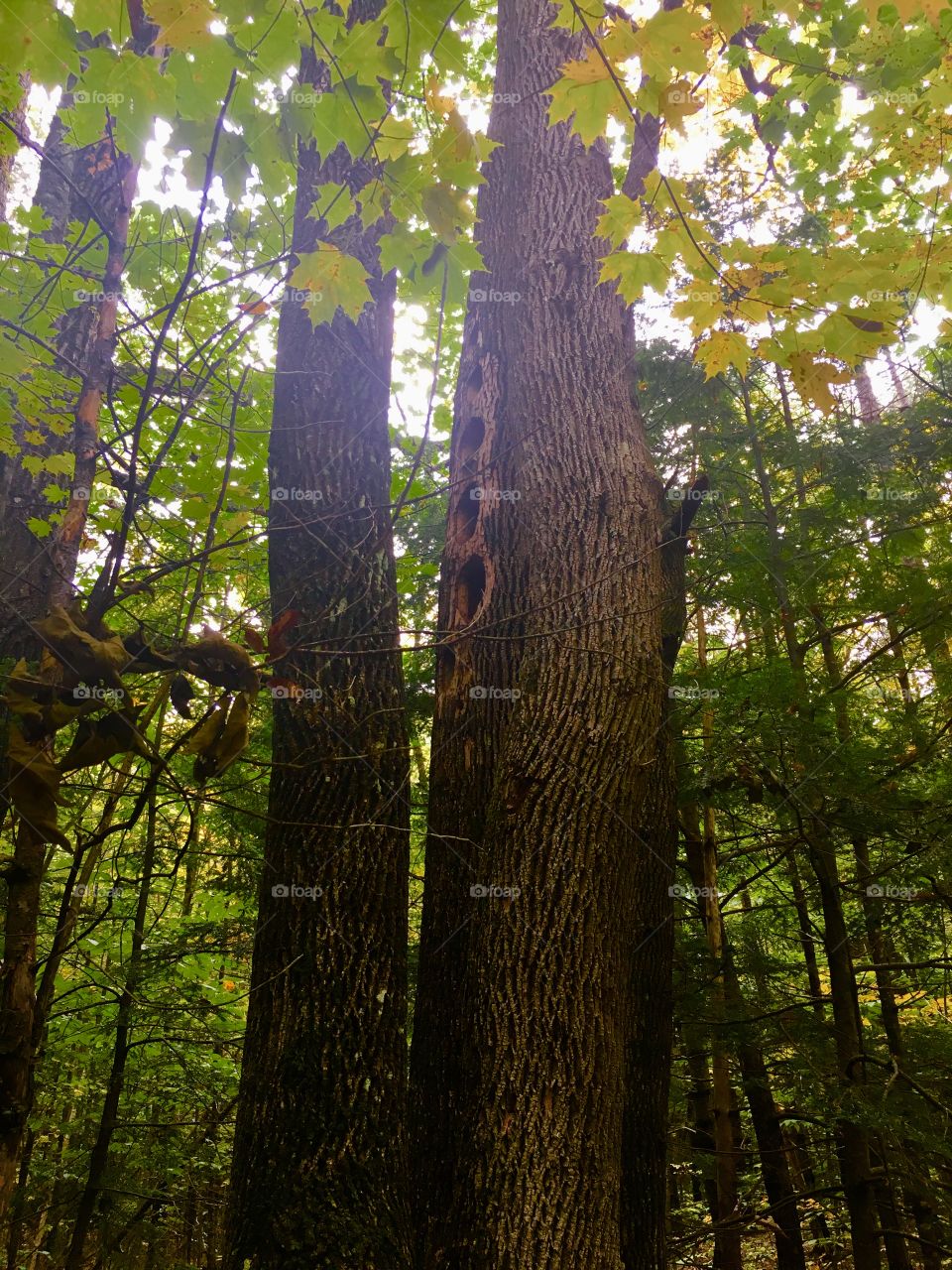 Huge woodpecker holes 