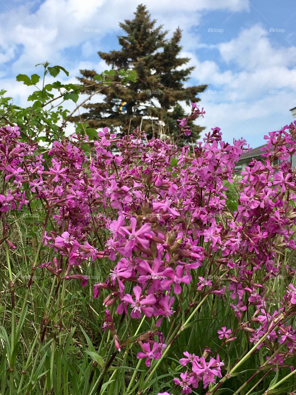 Catchfly