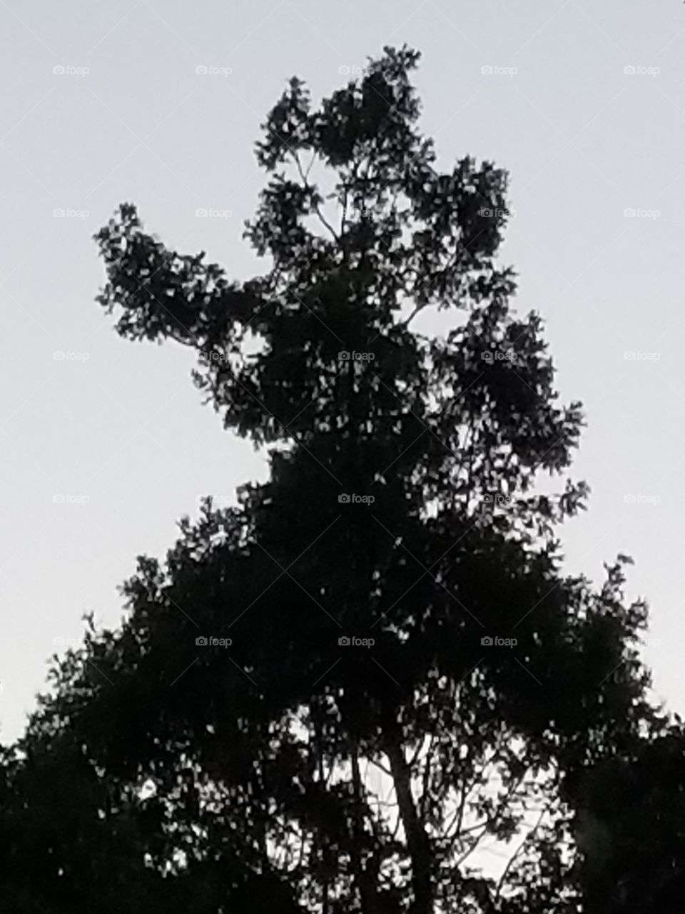 What do you see??  my husband's sees Goofy. I see a witch 🤣🤣😂😂