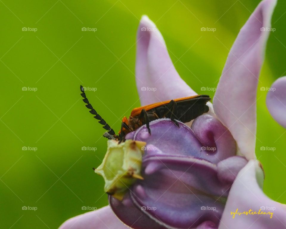 insect and wild flowers