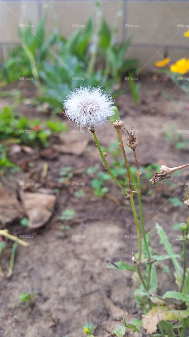 wishes or weeds