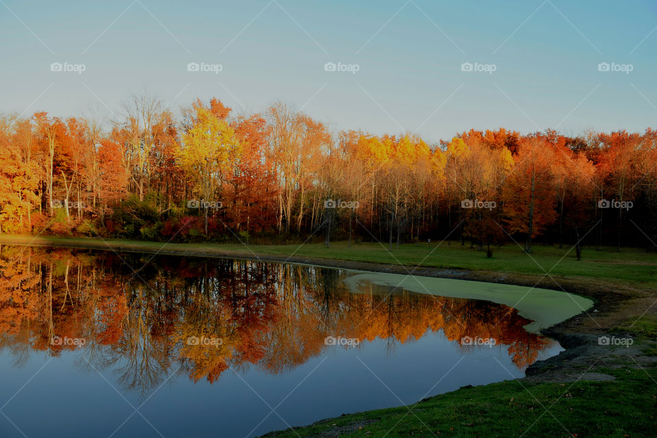 Reflection of autumn trees on lake
