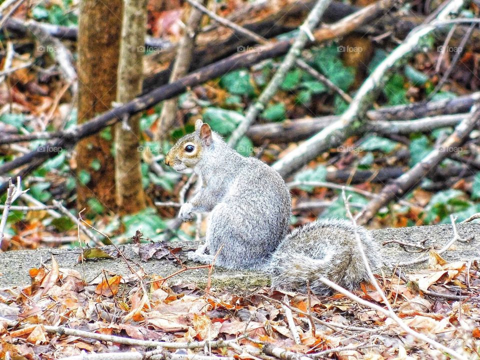 Backyard wildlife...