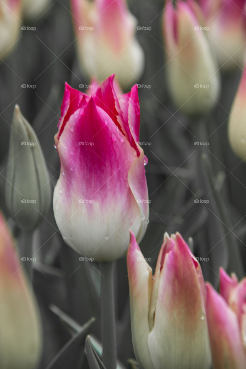 Tulips and water droplets 