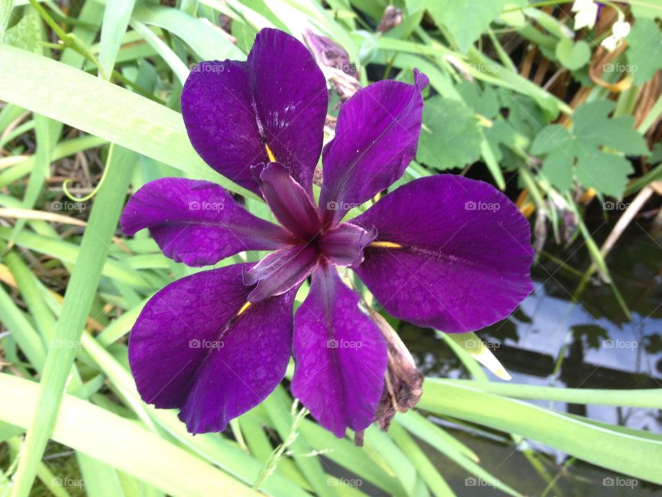Purple flower