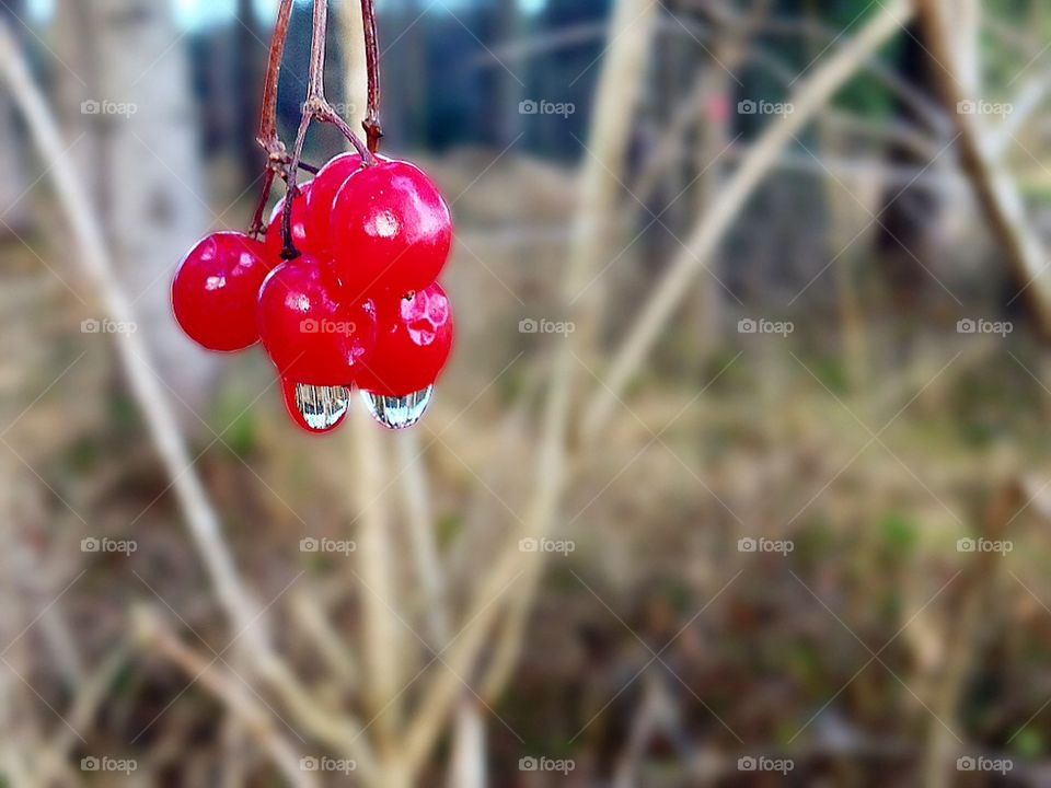 Wild berries