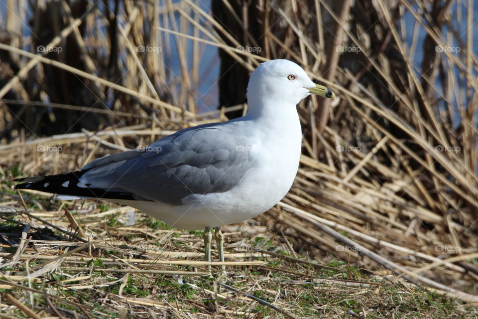 Bank Gull