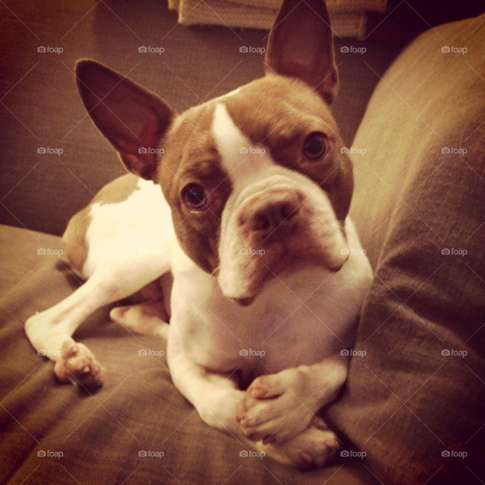 dog splash paws laying by jessatdiesel