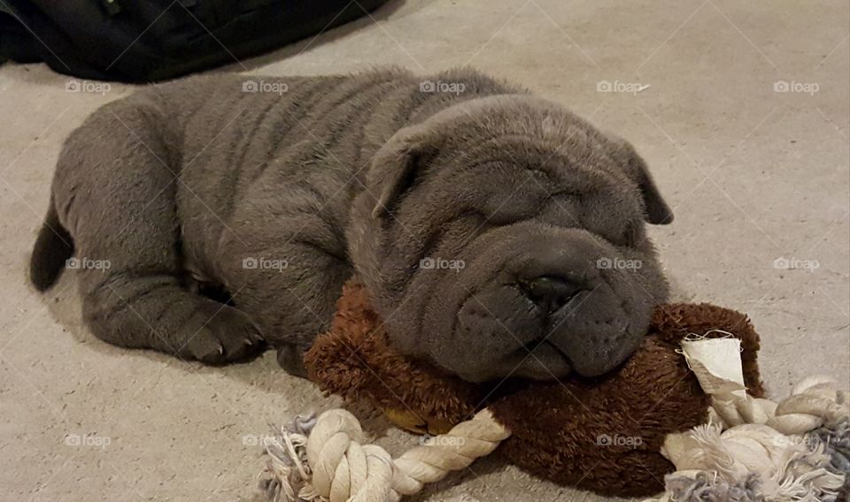 Exhausting play times lead to peaceful naps with my favorite toy.