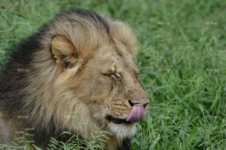 Lion sitting licking his lips in Northern Thuli Reserve Botswana 