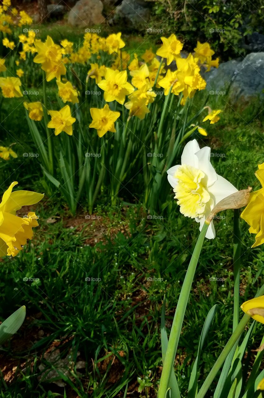 Dare to be different