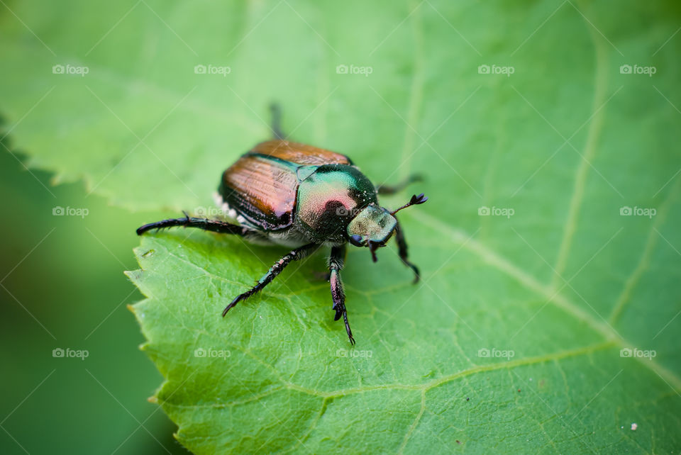 Beetle on leaf