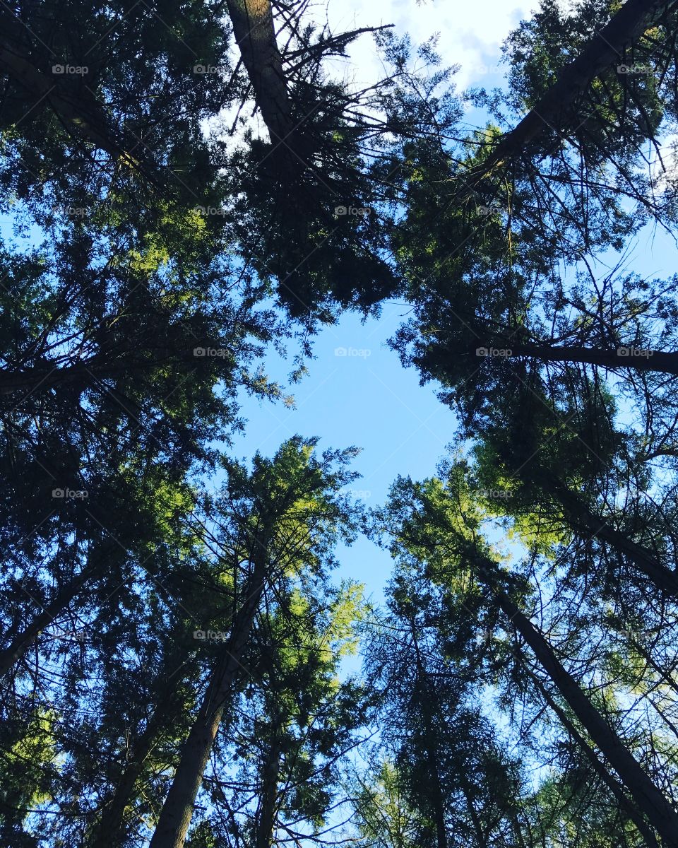 Low angle view of trees in forest