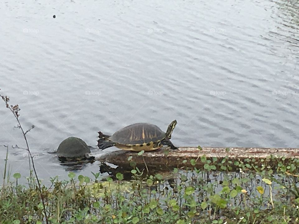 Turtles turtle 