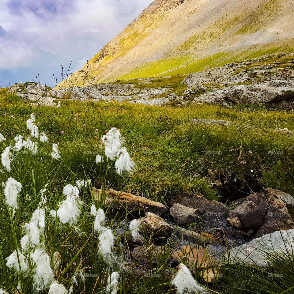 Cotton in Mont-de-lans in France