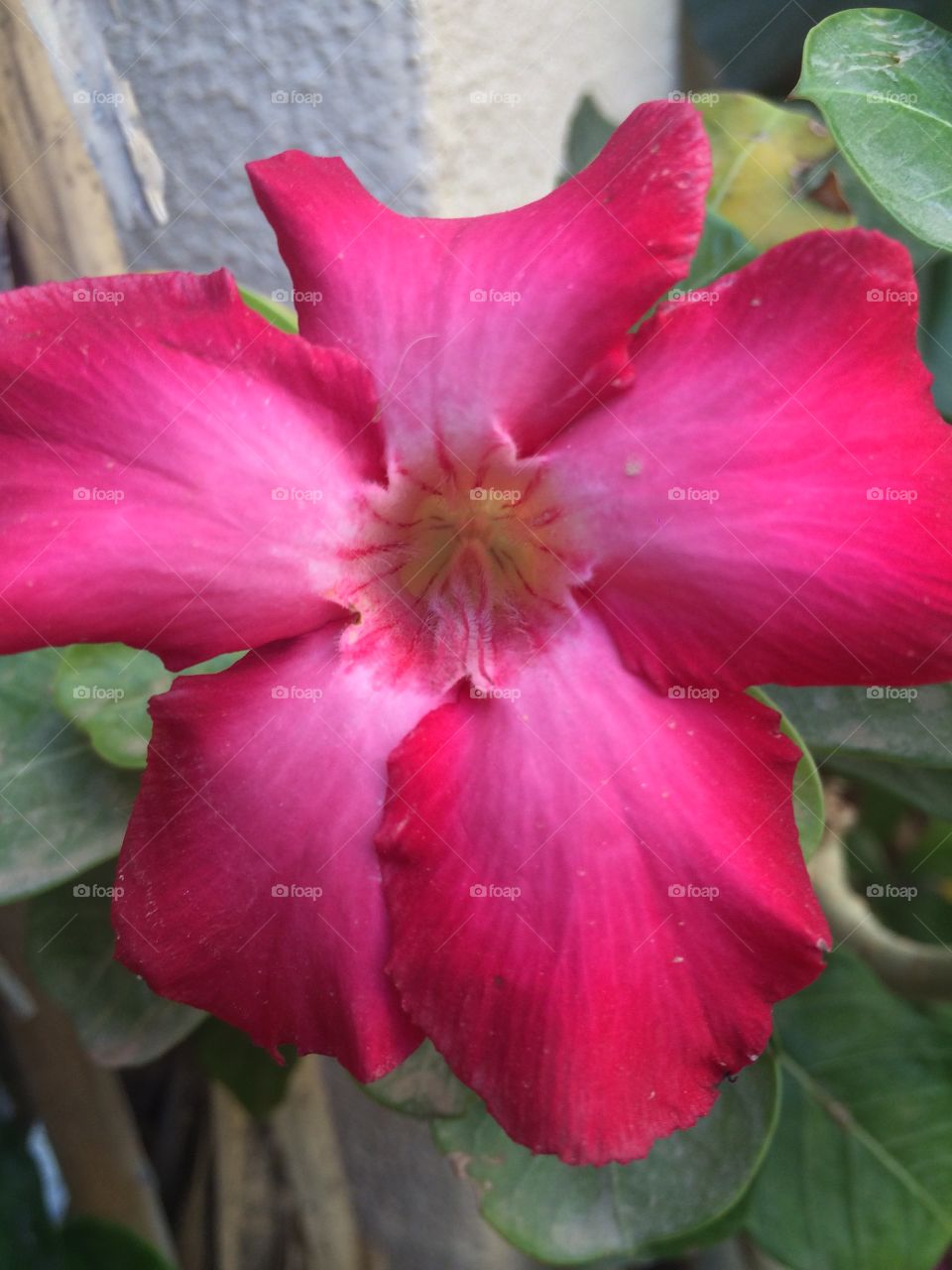 Flower pink . Close up stamen 