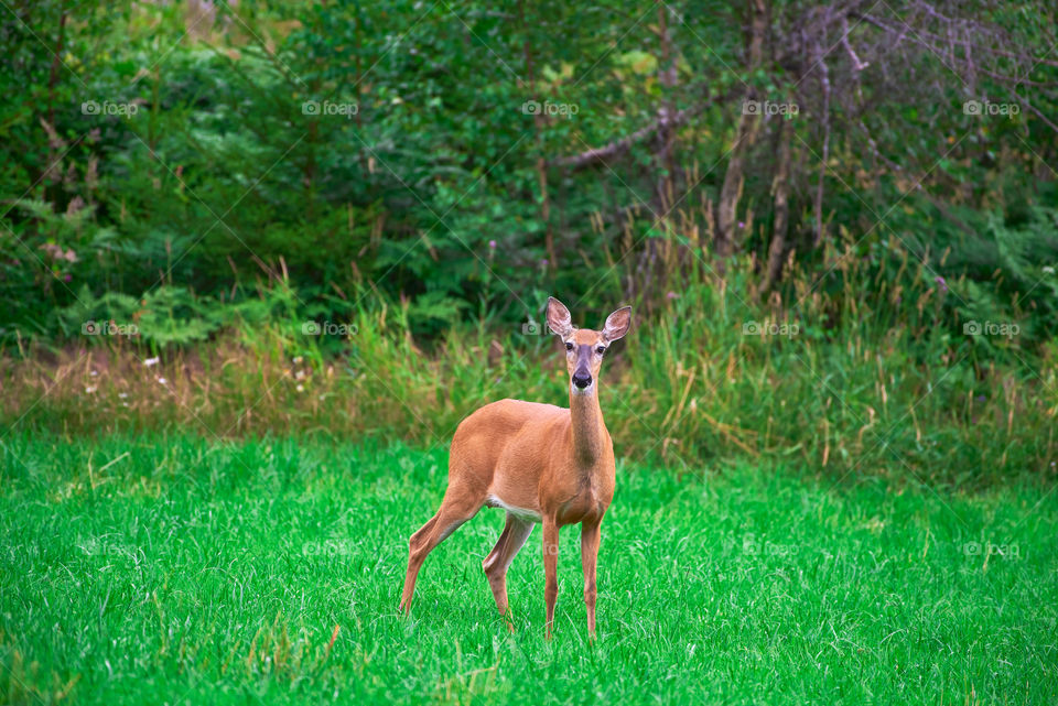 Deer standing in the middle of a green grass field at the end of July in Western Finland on overcast evening.