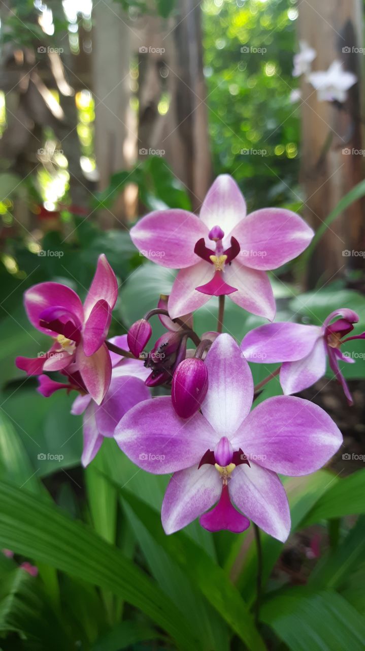 Bicolour Orchid flower in my garden ......