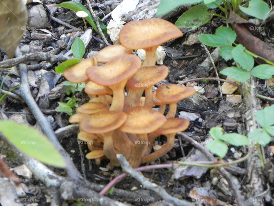mushrooms,  fungus.  Meramec State Park, Missouri