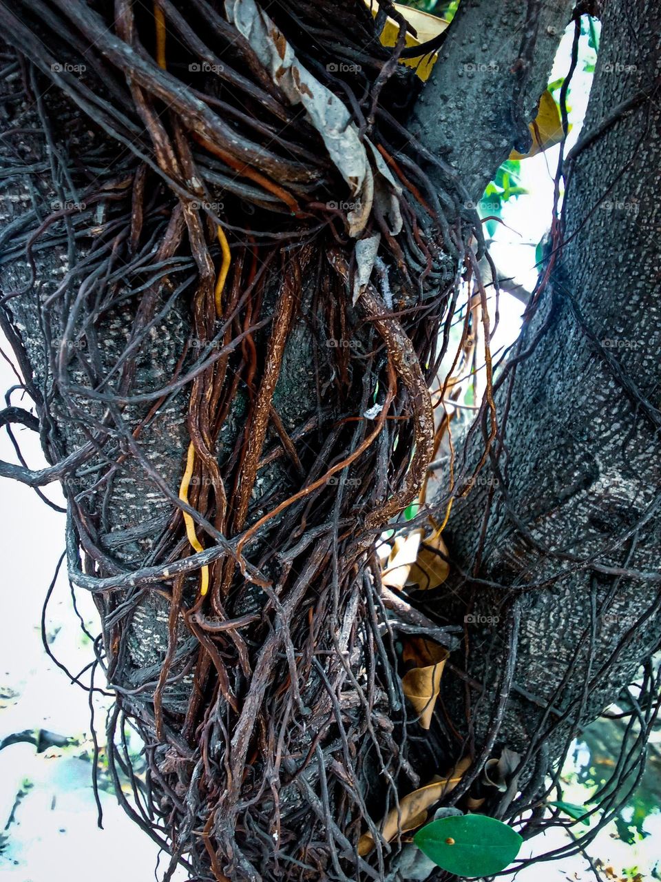 tree roots vine up the tree